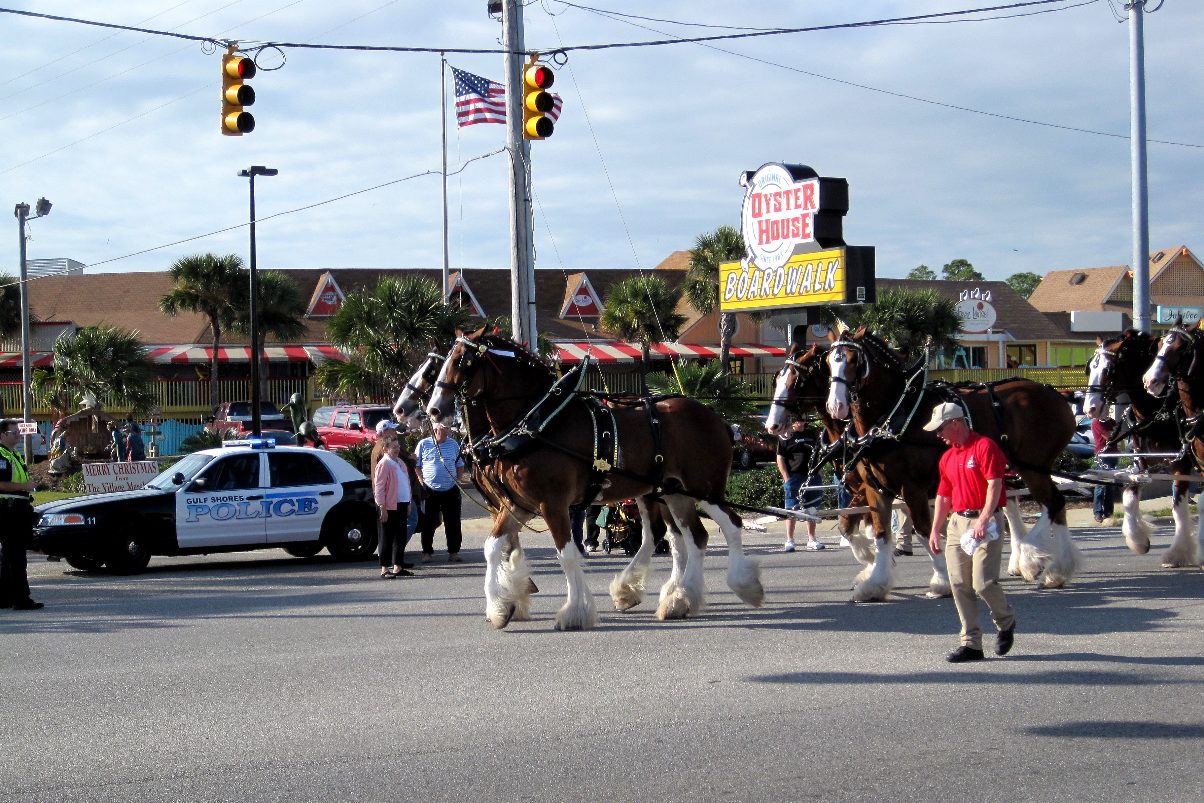 horses in parade