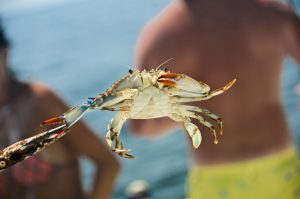 blue crab