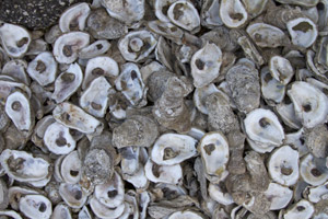 oyster shell