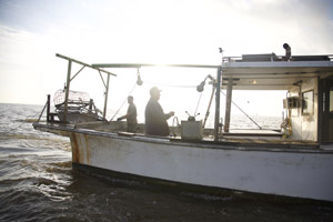 fishermen catch oysters