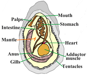 infographic of oyster anatomy