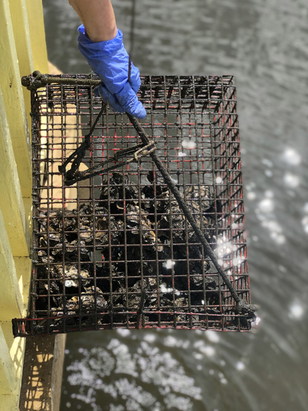 volunteers growing oysters hanging from piers