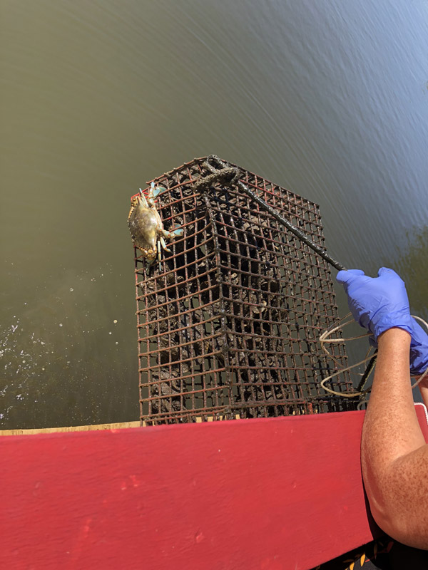 oyster garden or growing stocker oysters for reef restoration