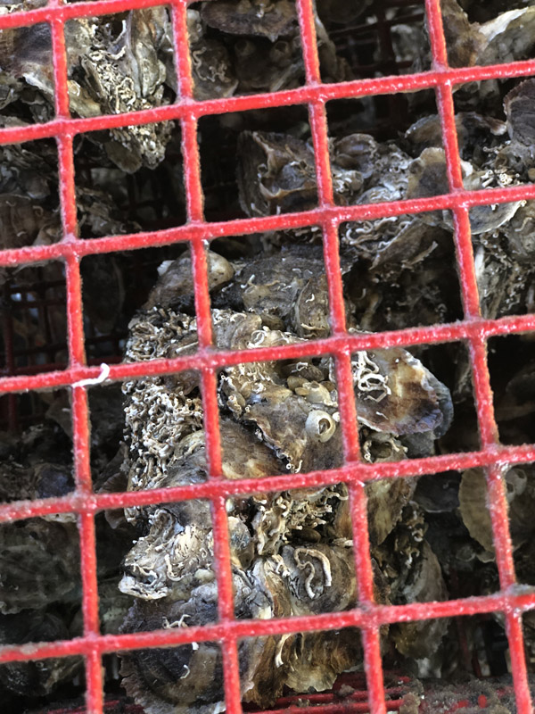 Close up of Oyster Gardening showing baby spat